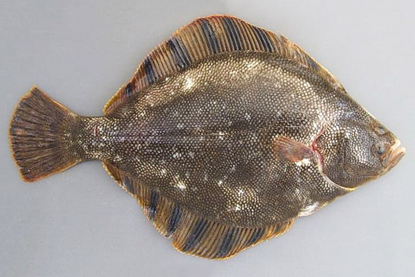 マツカワガレイ